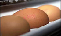 Recipe for Garlic and Pizza Cheese Omelet